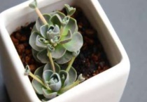 子持莲华怎么分盆