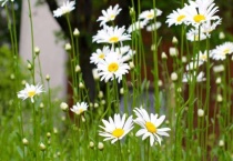 雏菊和多头菊的区别？