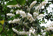 马醉木插水里能生根吗？