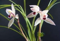 兰花叶片黑斑原因及补救办法