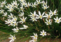 惠兰和春兰叶子的区别？