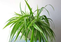 吊兰黑心咋回事