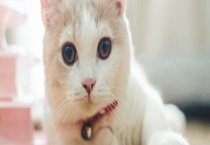 猫粪做肥料的危害