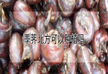 荸荠北方可以种植吗？