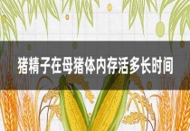 猪精子在母猪体内存活多长时间？