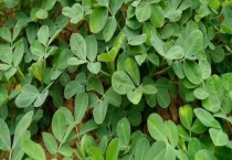 花生属于哪科植物 附花生的种植多久？