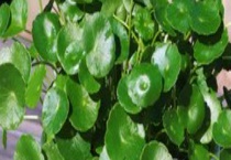 金钱草的产地分布 金钱草的生长环境