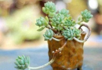 多肉刚种上能晒太阳吗？