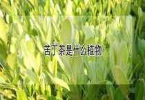苦丁茶是什么植物