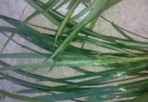 青皮草民间叫什么？