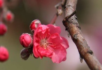 绛桃和碧桃的区别？