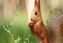 松鼠的尾巴有什么作用