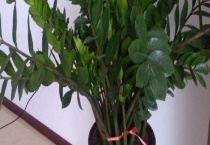 金钱树有毒吗？金钱树的摆放