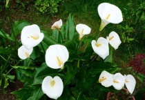 像芋头一样的植物叫什么？