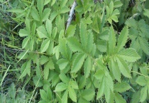 仙鹤草是什么 附仙鹤草的特点和生长环境