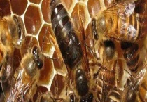 夏季蜂王为什么不产卵 具体怎样解决