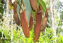 猪笼草为什么不长笼子 注意以下4个方面