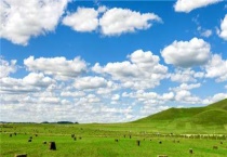 耐寒高产多年生牧草有哪些？