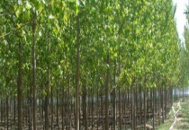 速生杨树苗大概多少钱一棵 选择什么品种好