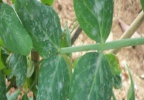 豌豆白粉病的症状 附防治措施