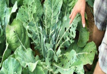 蔬菜可不可以用乐果农药 如何清洗蔬菜上的农药残留