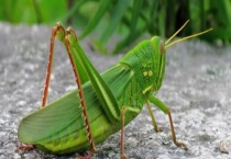 蚂蚱是如何繁殖的 附蚂蚱的生活习性和营养价值