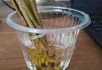 什么是生根水和生根粉