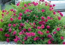 莎士比亚月季特点是什么？