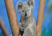 宠物考拉一般多少钱一只？和树懒的区别？在哪？两者相比谁懒