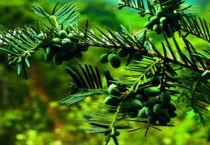 三尖杉果子能吃吗？