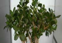 燕子掌能净化空气吗？燕子掌的养殖多久？