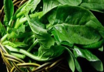 菠菜可不可以生吃 附菠菜的品种分类