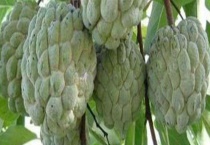 释迦（番荔枝）价格多少钱一斤？怎么判断熟没熟？怎样催熟？有什么饮食禁忌吗？