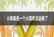 小鸡啄壳一个小洞咋没动静了
