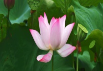 荷花是落叶还是常绿植物 附荷花具体介绍