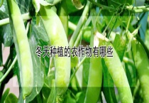 冬天种植的农作物有哪些？