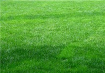 草坪枯死补救多久？