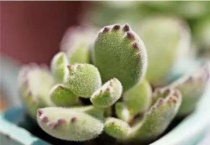 熊童子掉叶子能叶插吗？