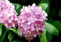 绣球晒了太阳就蔫了怎么救