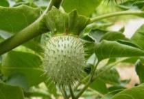 曼陀罗花有毒吗？