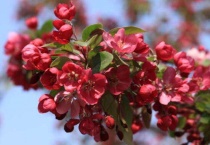 海棠新品种有哪些？