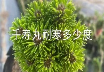 千寿丸耐寒多少度