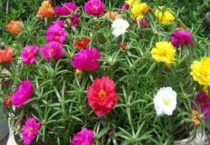 太阳花不长花苞