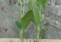 西瓜苗茎腐烂怎么办？