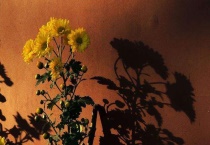 清明节菊花花语