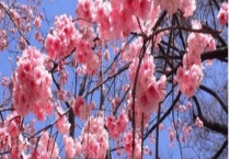 李花和樱花有什么不同 从树种、花朵等方面来区分