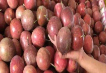 鸡蛋果什么时候成熟上市 附营养价值