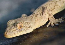 壁虎会认主人吗？