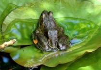 像蝌蚪一样的鱼叫什么？