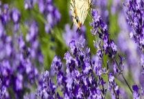 薰衣草的繁殖方法 主要有三种方式